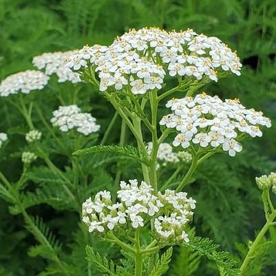 Achillea millefolium