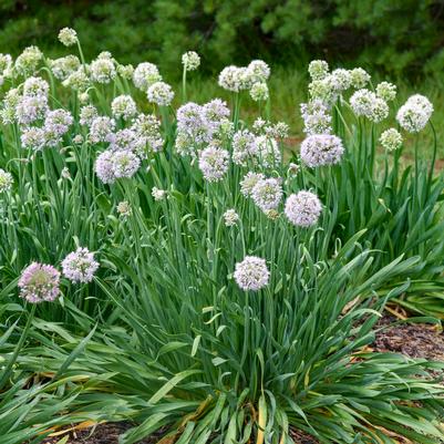 Allium x 'Bobblehead'