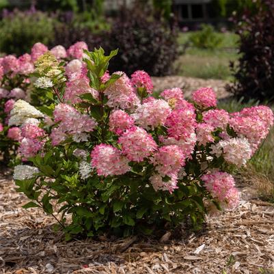 Hydrangea paniculata Spring Sizzle™