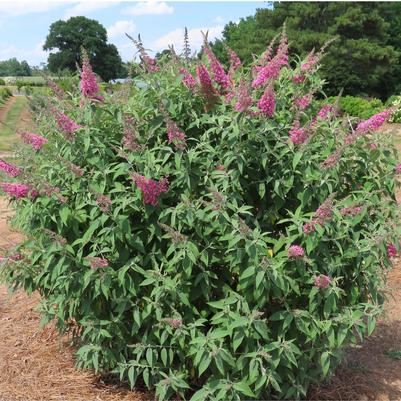 Buddleia davidii Trippy Pink®