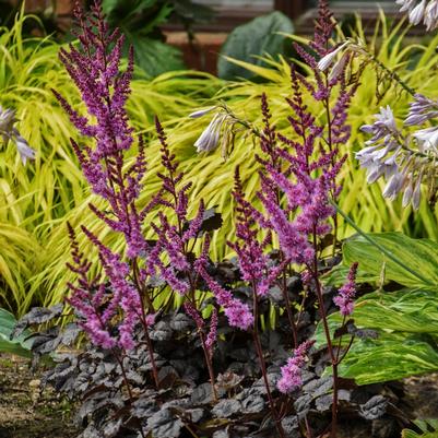 Astilbe chinensis 'Dark Side of the Moon'