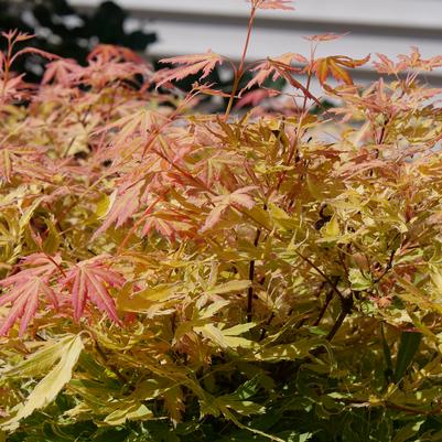 Acer palmatum Metamorphosa®
