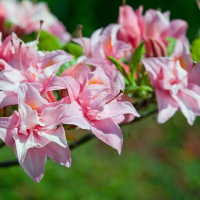 Azalea x Electric Lights™ Double Pink