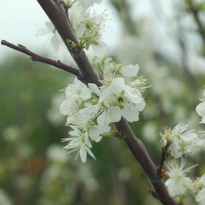 Prunus maritima 