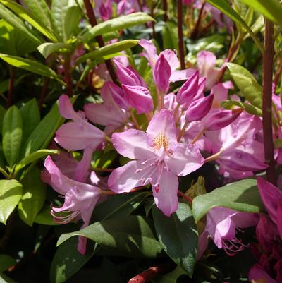 Rhododendron maximum Independence