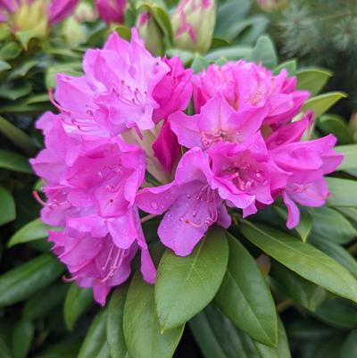 Rhododendron cat. 'Roseum Pink'