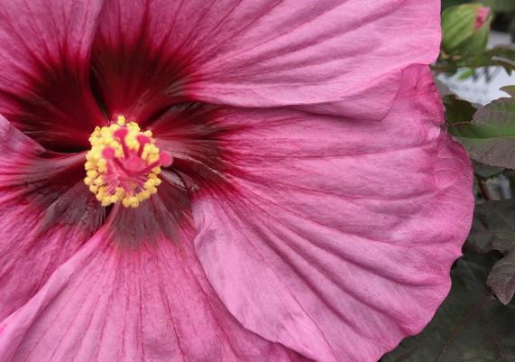 July-August Hibiscus
