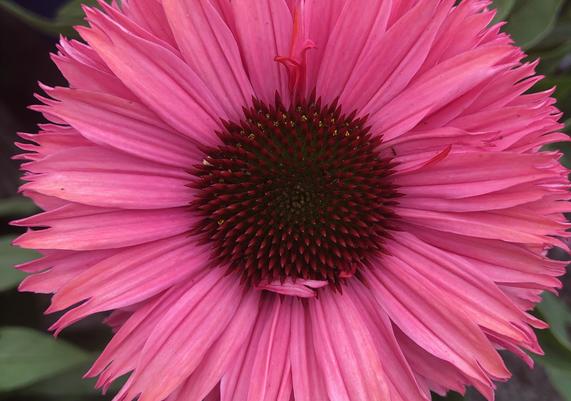 July-August Echinacea