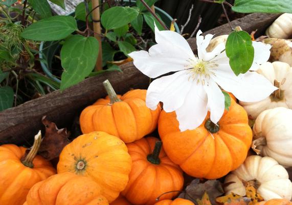 September-October Pumpkins