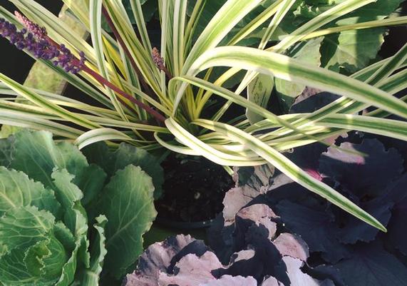 September-October Cabbage/Kale