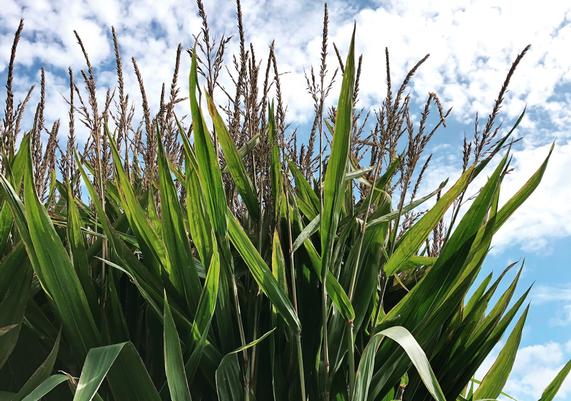 September-October Corn