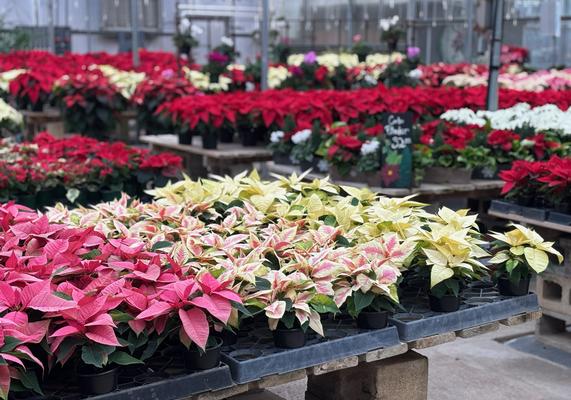 November - December Poinsettia