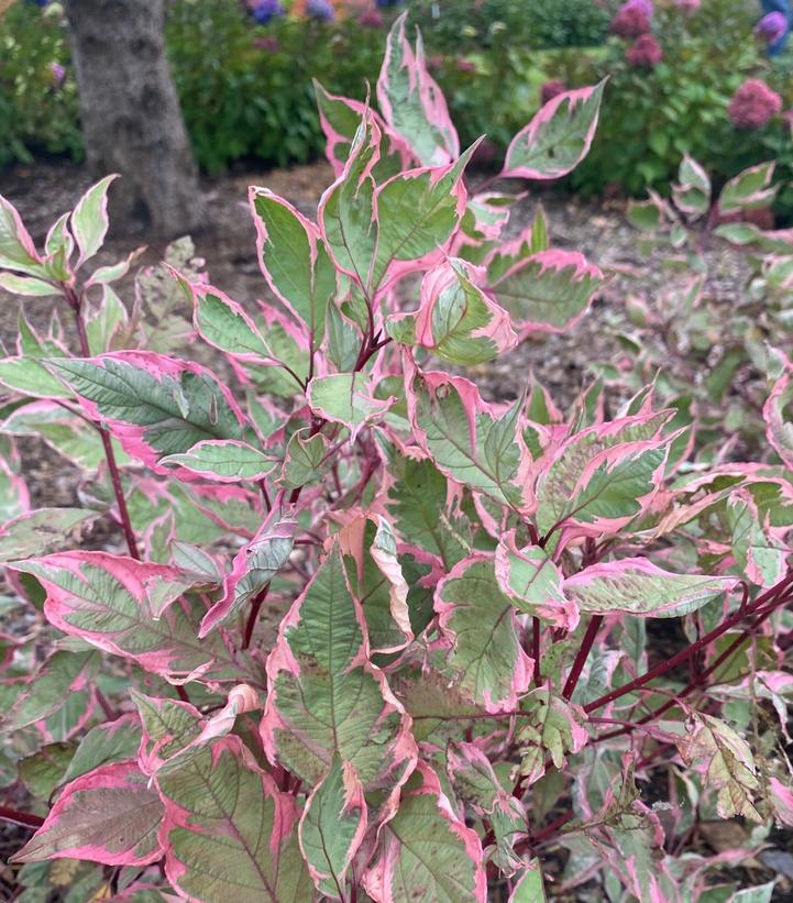 Cornus alba Sgt. Pepper™