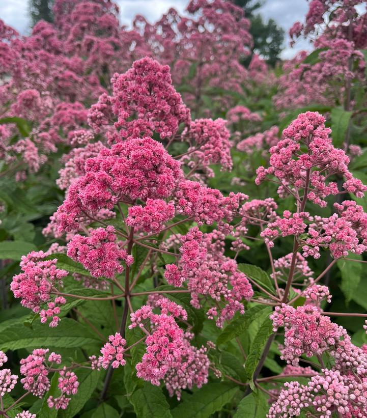 Eupatorium fistulosum 'JoJo'