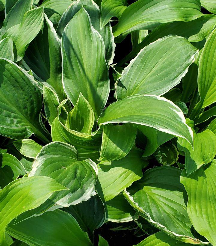 Hosta 'So Sweet'