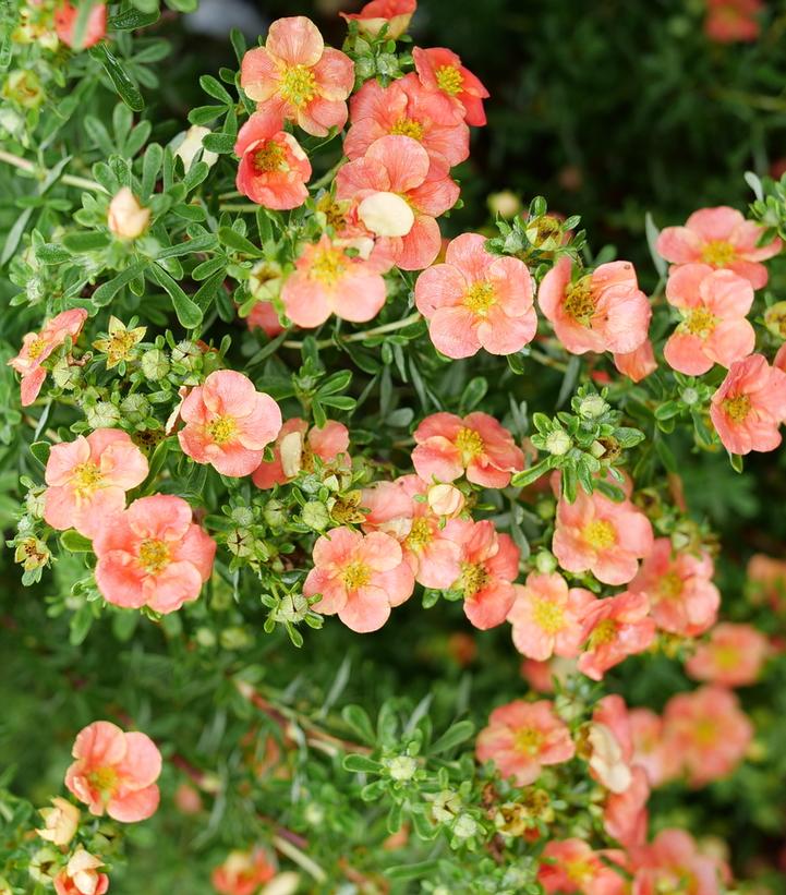 Potentilla fruticosa Happy Face® Orange