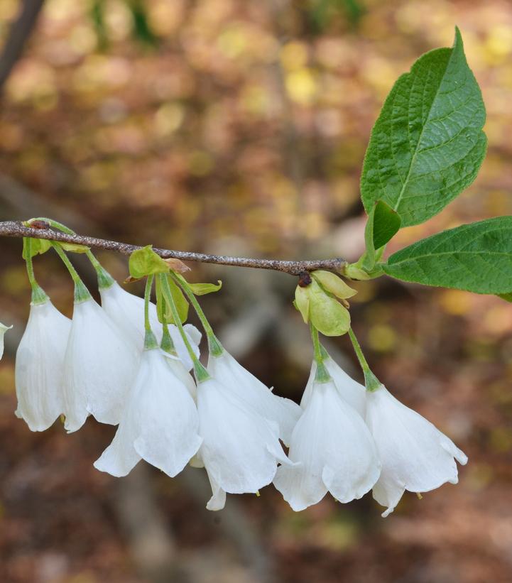 Halesia tetraptera (syn. Halesia carolina) 