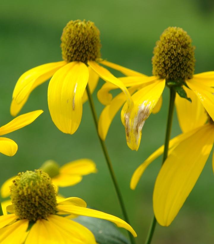 Rudbeckia laciniata 