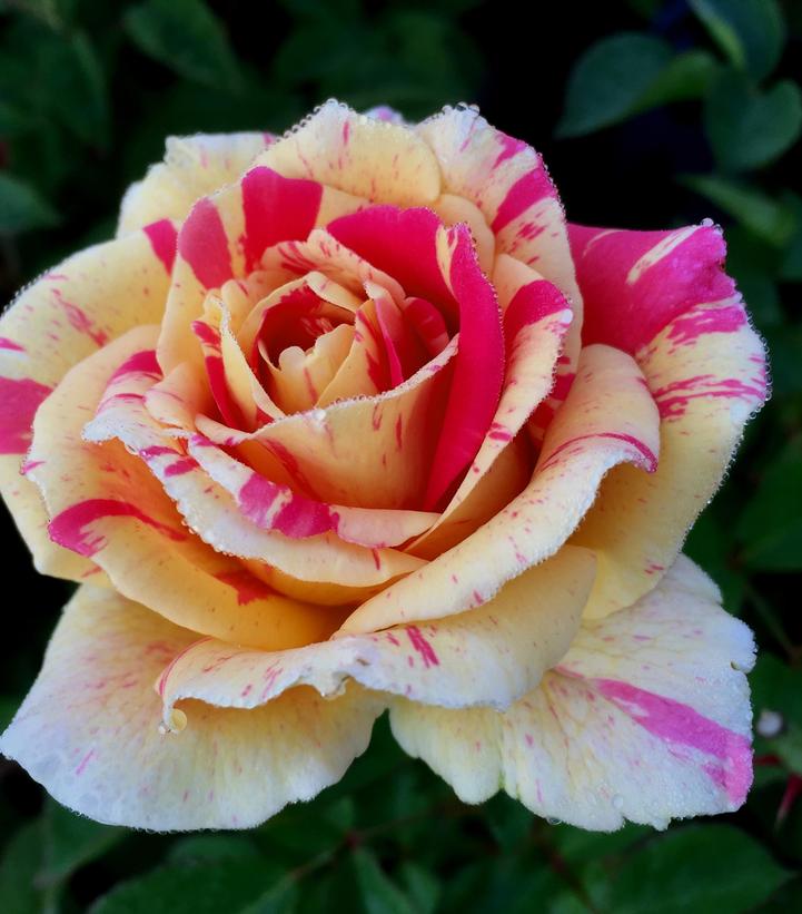 Rosa 'True Delight'