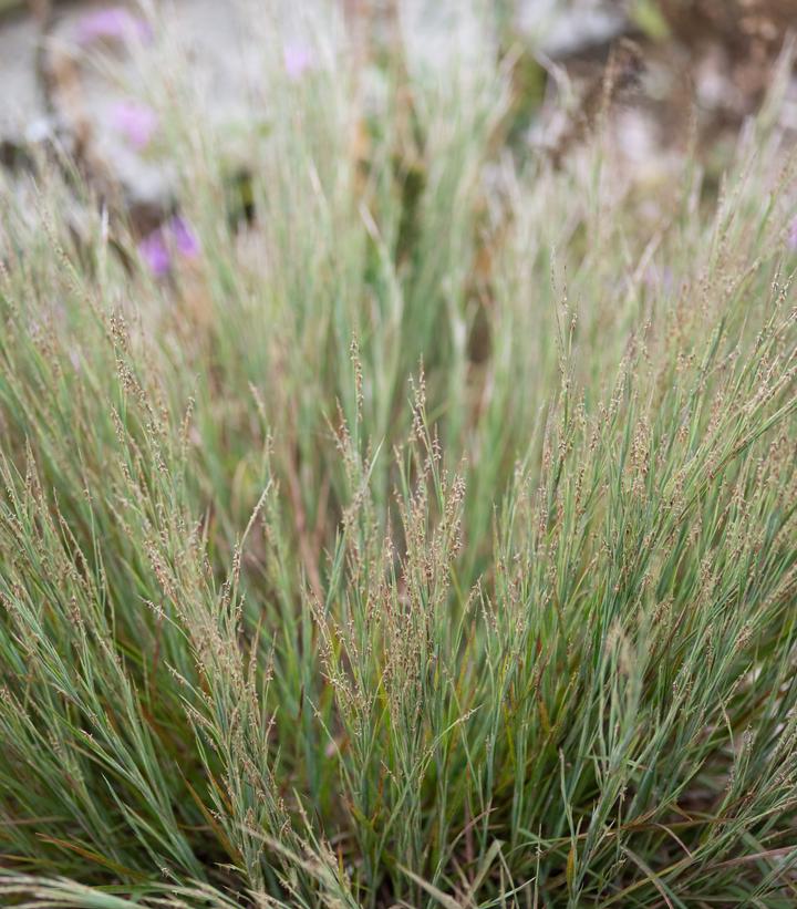 Schizachyrium littorale 