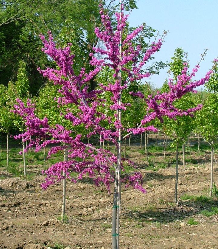 Cercis canadensis Luscious Lavender™