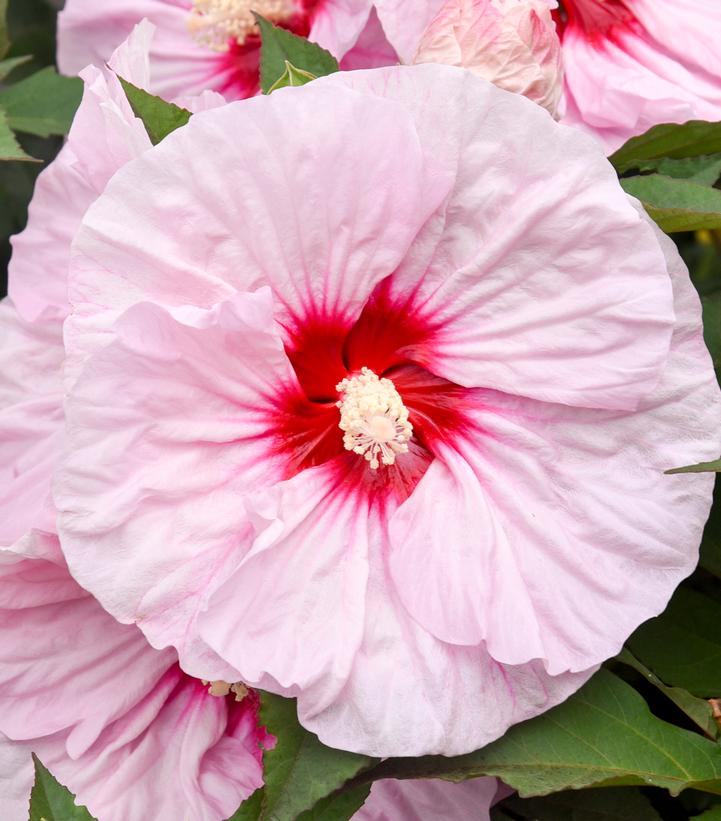 Hibiscus hybrid Summerific® 'All Eyes on Me'