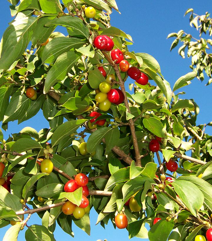 Cornus mas 