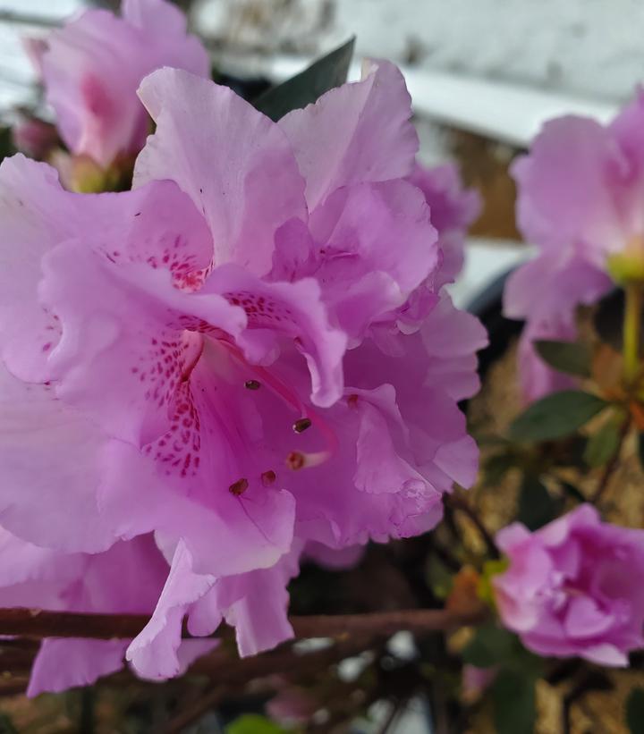 Azalea 'Elsie Lee'