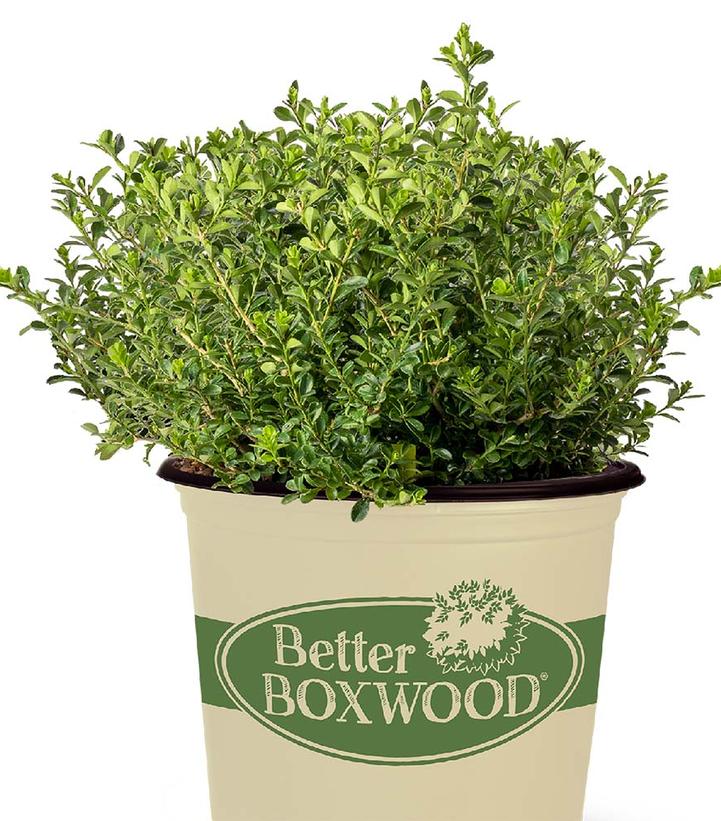 Buxus Renaissance™