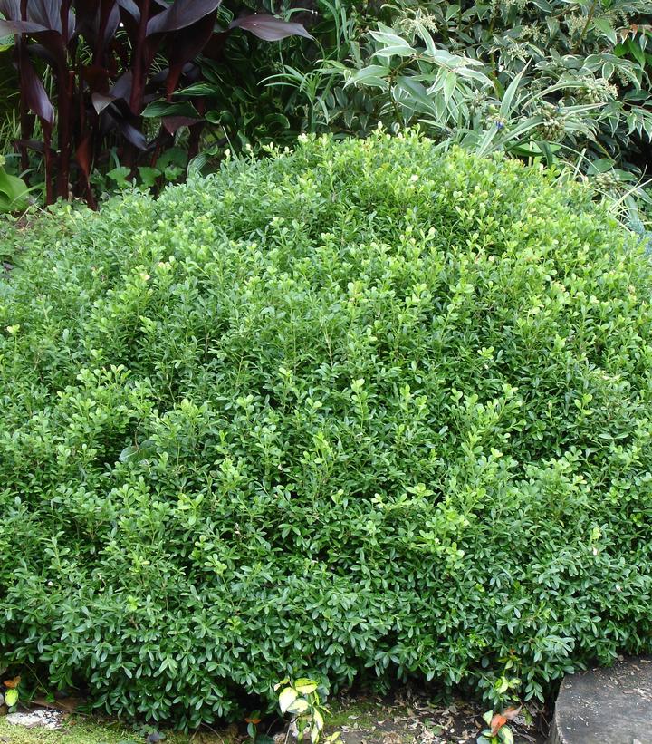 Buxus NewGen Liberty Belle™