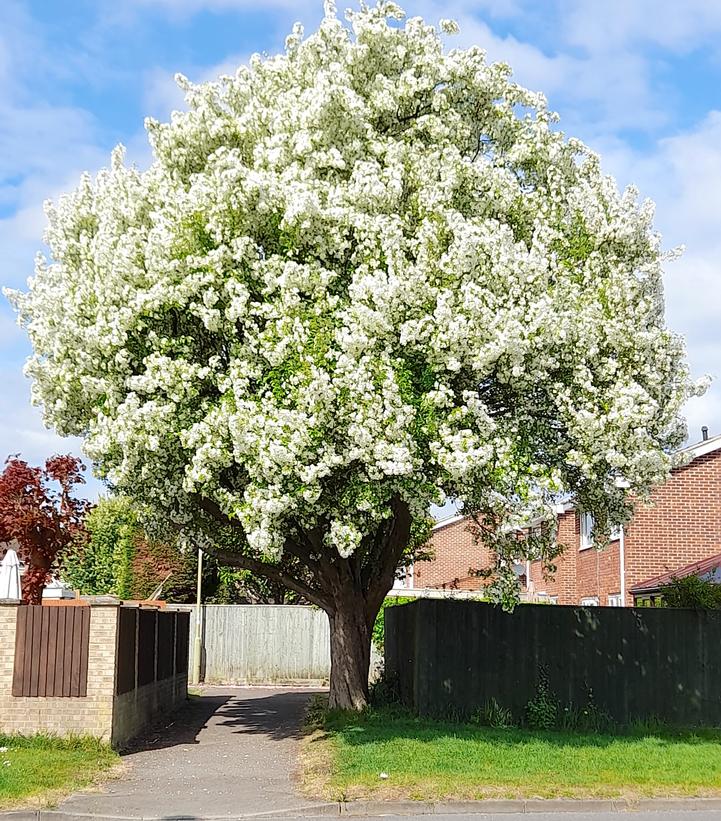 Crataegus crus-galli 'Inermis'