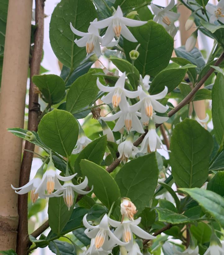 Styrax x japonicus Starway To Heaven™