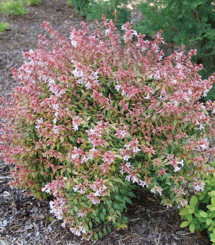 Abelia x grandiflora Poco Loco™