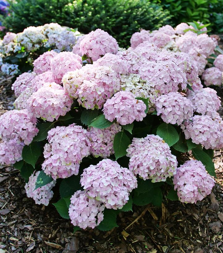 Hydrangea macrophylla Wee Bit Innocent™