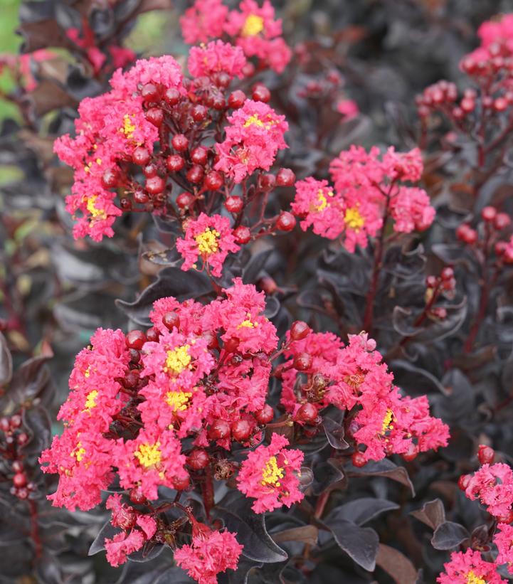 Lagerstroemia indica Center Stage® Pink