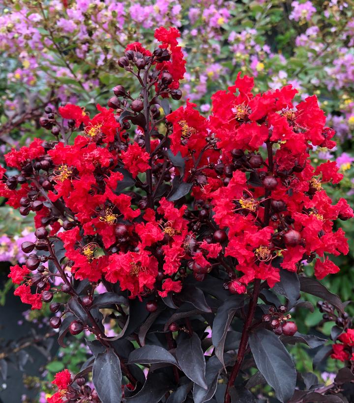 Lagerstroemia indica Center Stage® Red