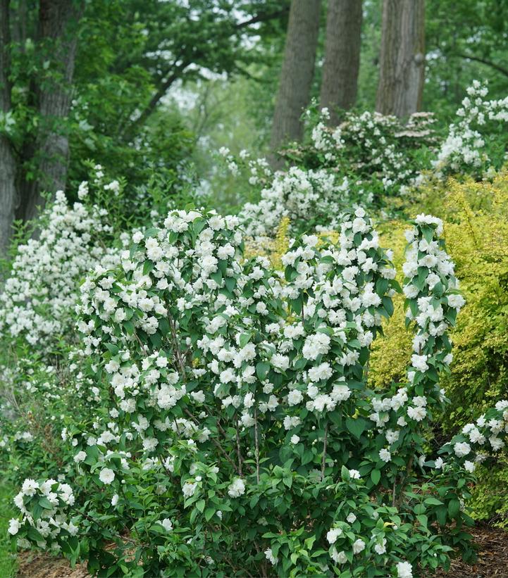 Philadelphus coronarius Illuminati Spice™