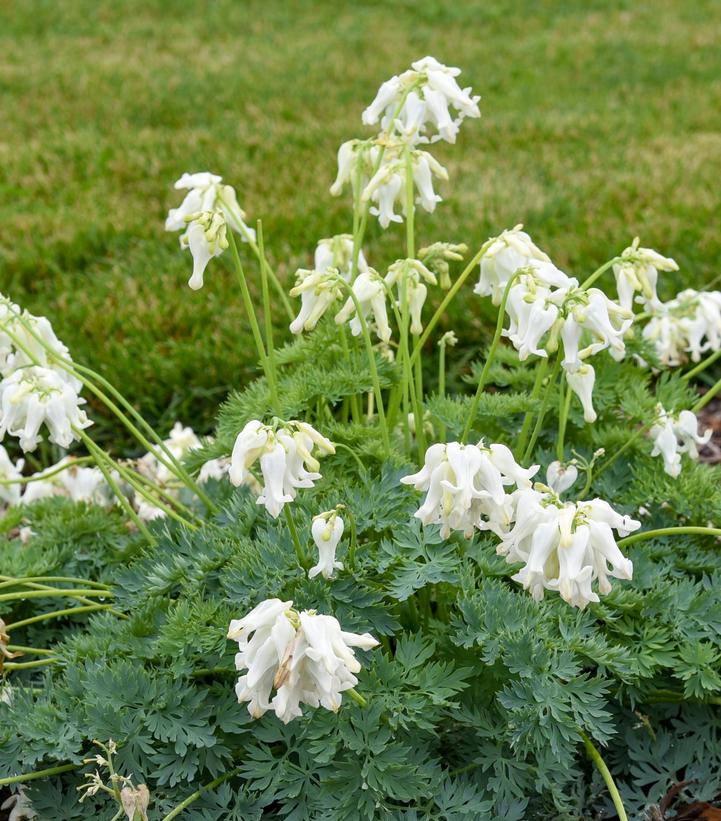 Dicentra hybrid 'White Diamonds'