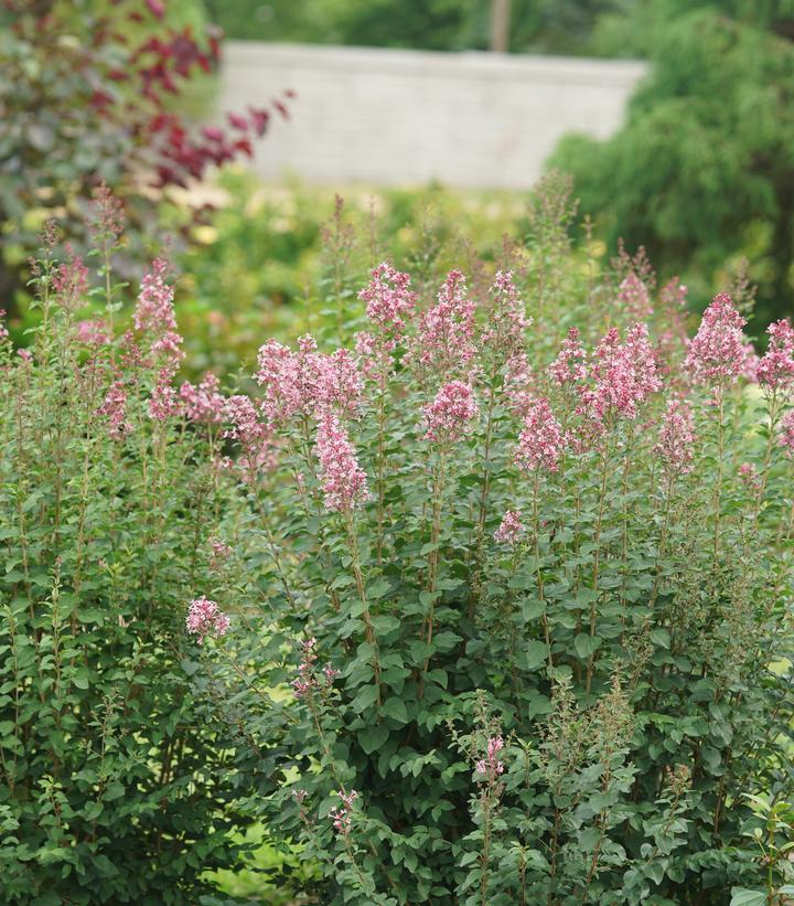 Syringa x Bloomerang Ballet®