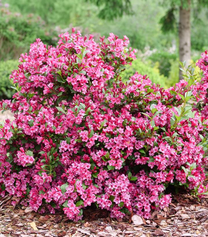 Weigela florida Sonic Bloom®