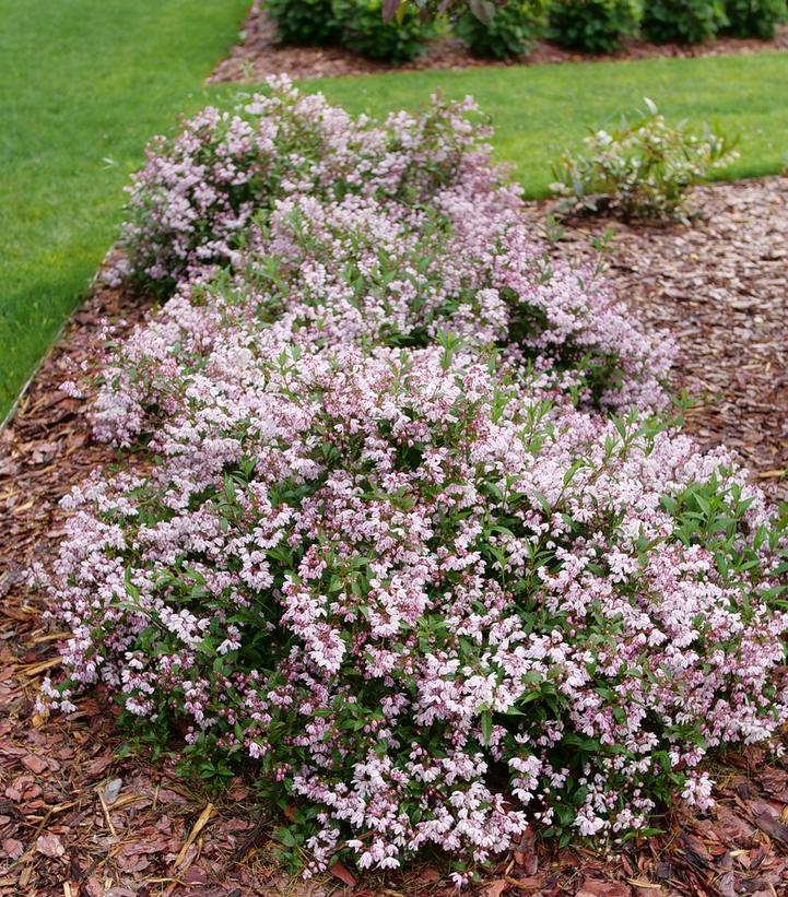 Deutzia x Yuki Kabuki™