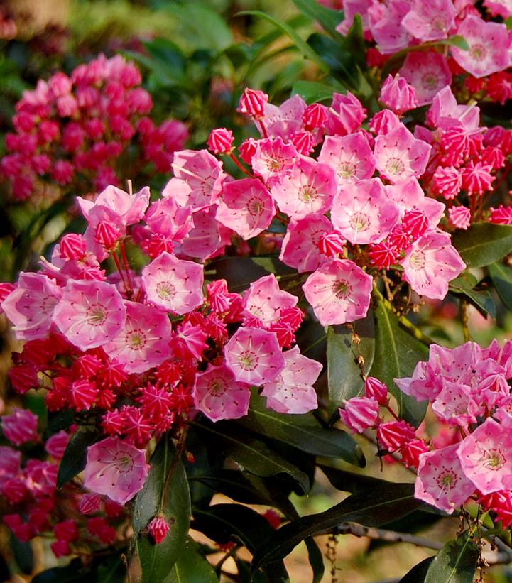 Kalmia latifolia 'Show Time'