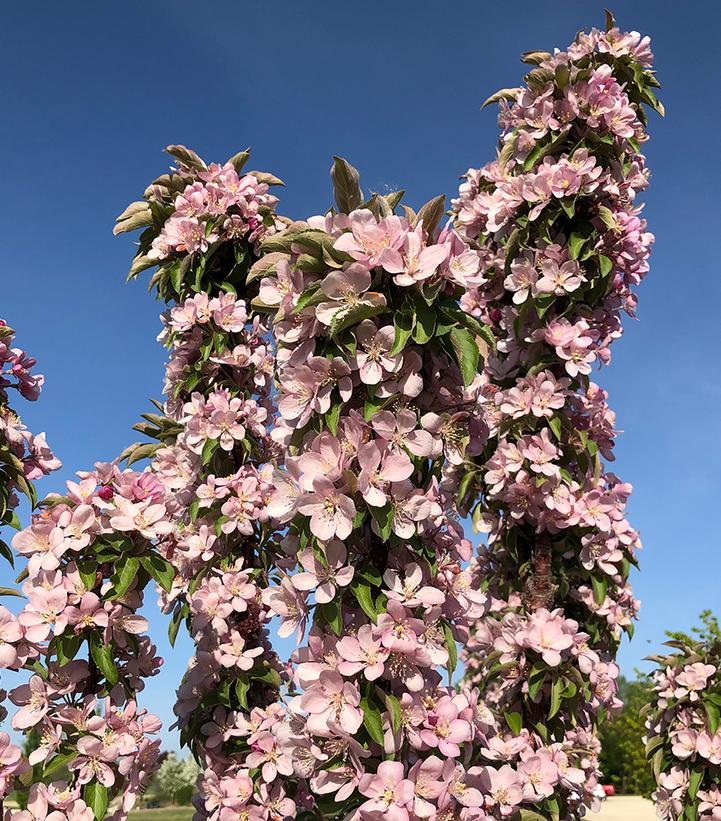 Malus Emerald Spire®