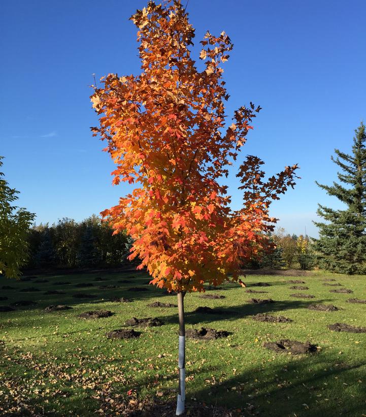 Acer saccharum Inferno™