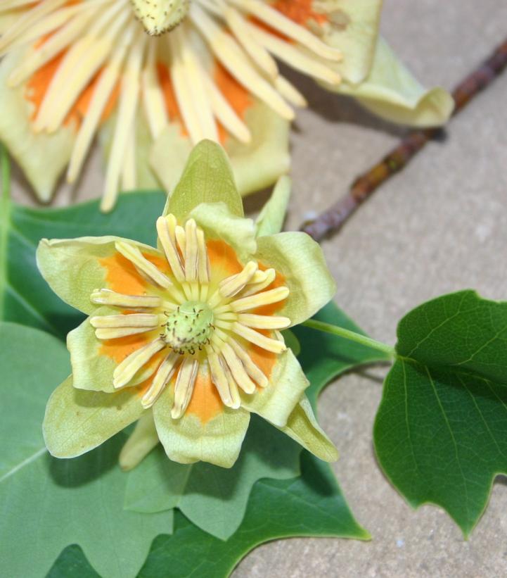 Liriodendron tulipifera 'Little Volunteer'