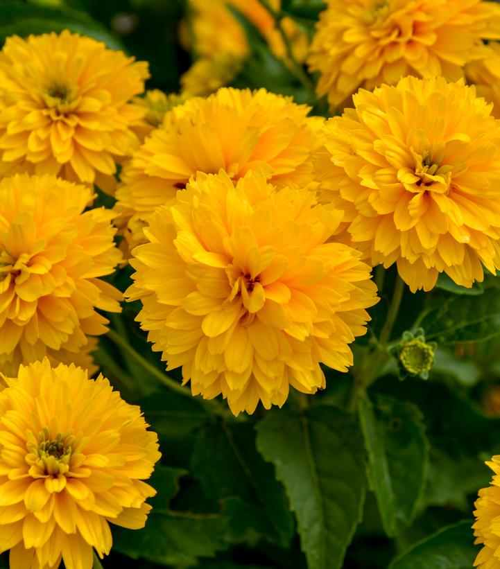 Heliopsis helianthoides 'Rays for Days'