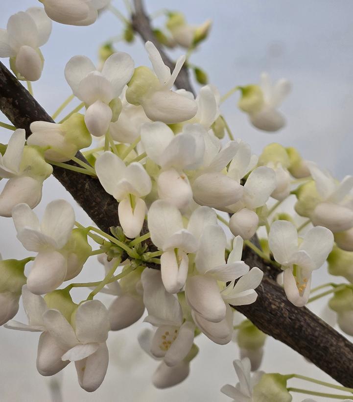Cercis canadensis f. alba 