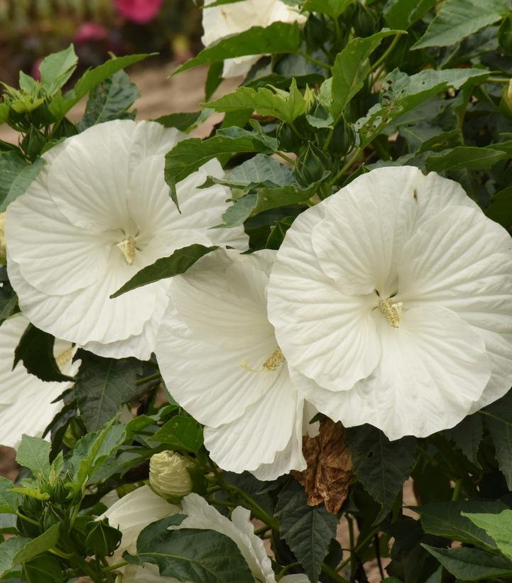 Hibiscus 'Marshmallow Moon'