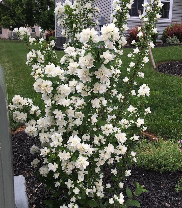 Philadelphus lewisii Pearls of Perfume™