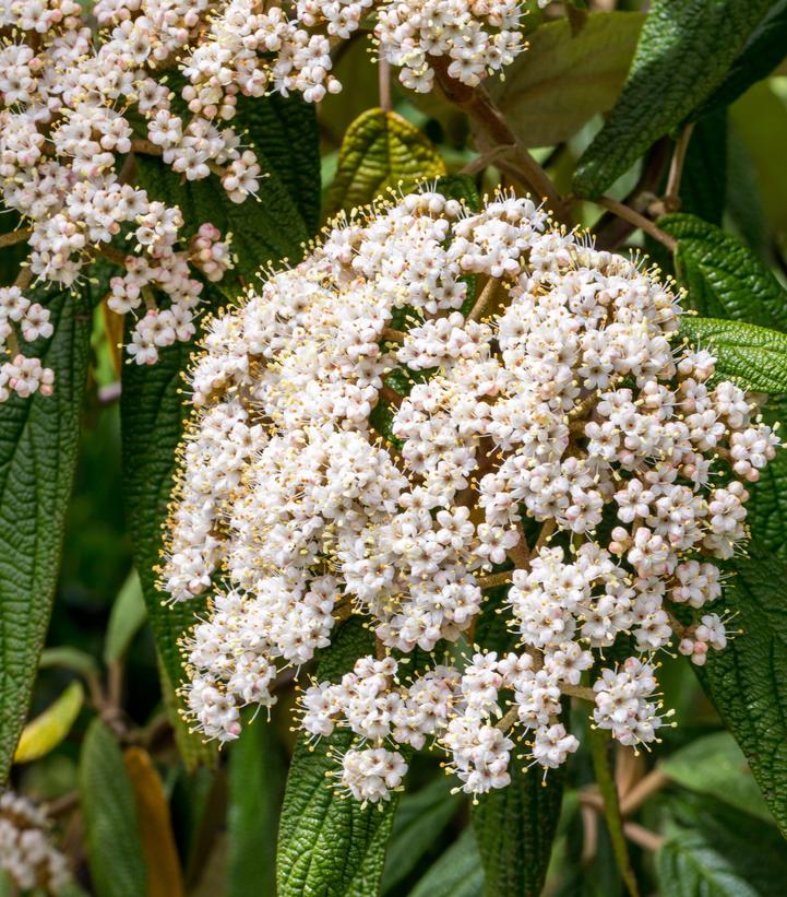 Viburnum rhytidophyllum 'Cree'